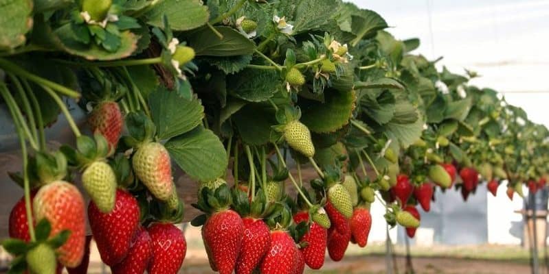 berry greenhouse winter