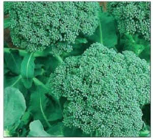 is broccoli one of the Best Greenhouse Crops for Fall