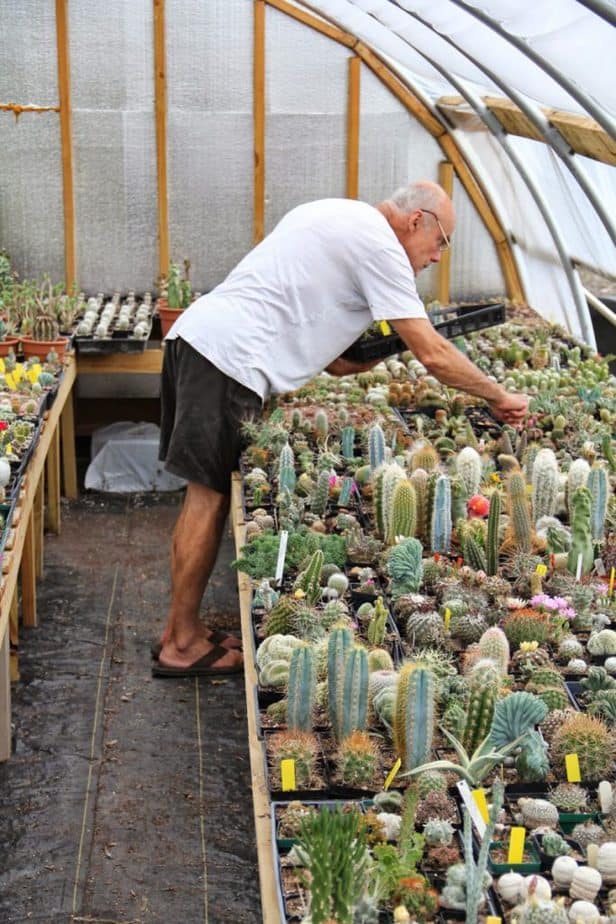 How to Grow Succulents in a Greenhouse
