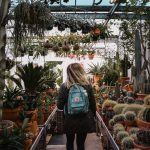 How to Grow Succulents in a Greenhouse