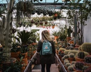 Read more about the article How to Grow Succulents in a Greenhouse