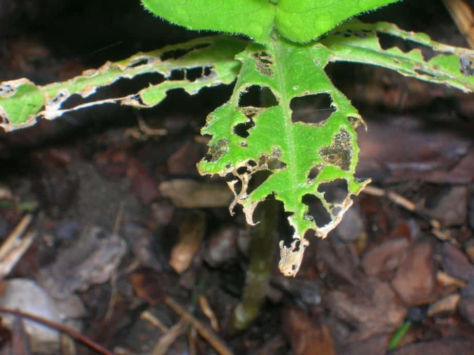 can you get pests and diseases in greenhouses