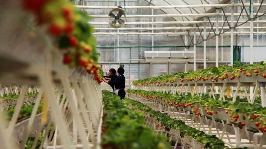 Do greenhouses have a higher yield for crops?