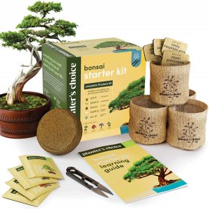 Planters’ Choice Bonsai Starter Kit review