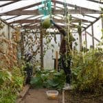 Is It Cheaper to Build or Buy a Greenhouse?
