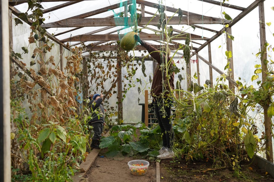 You are currently viewing Is It Cheaper to Build or Buy a Greenhouse?