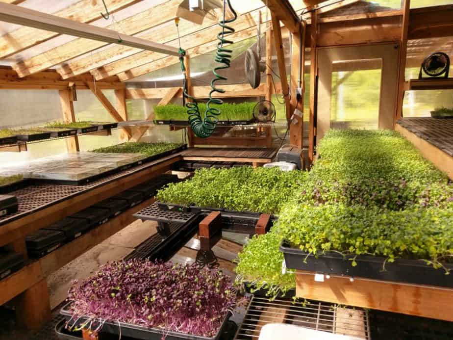 What Kind of Greenhouse is Best for Microgreens?