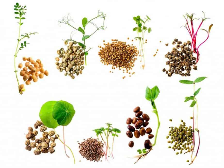 What Kind of Microgreens Are Best?
