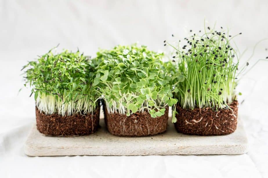 Planting and Growing Microgreens