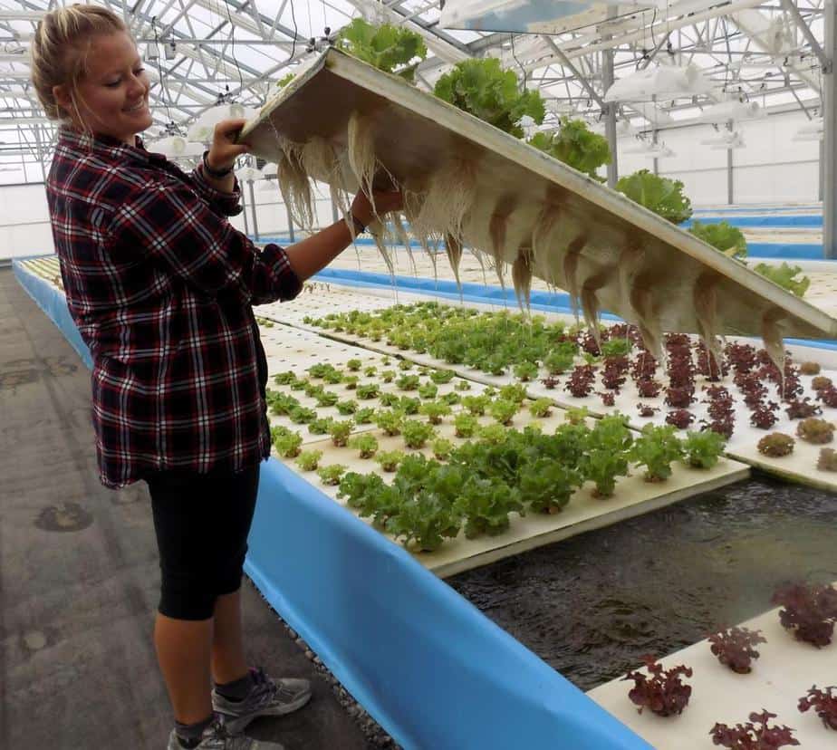 Read more about the article Greenhouse Aquaponics Guide