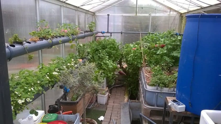 Benefits of an Greenhouse Aquaponics