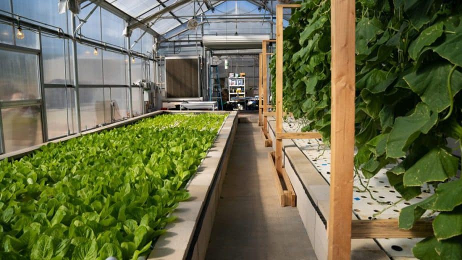 What Do I Need to Get Started in Aquaponics for my greenhouse?