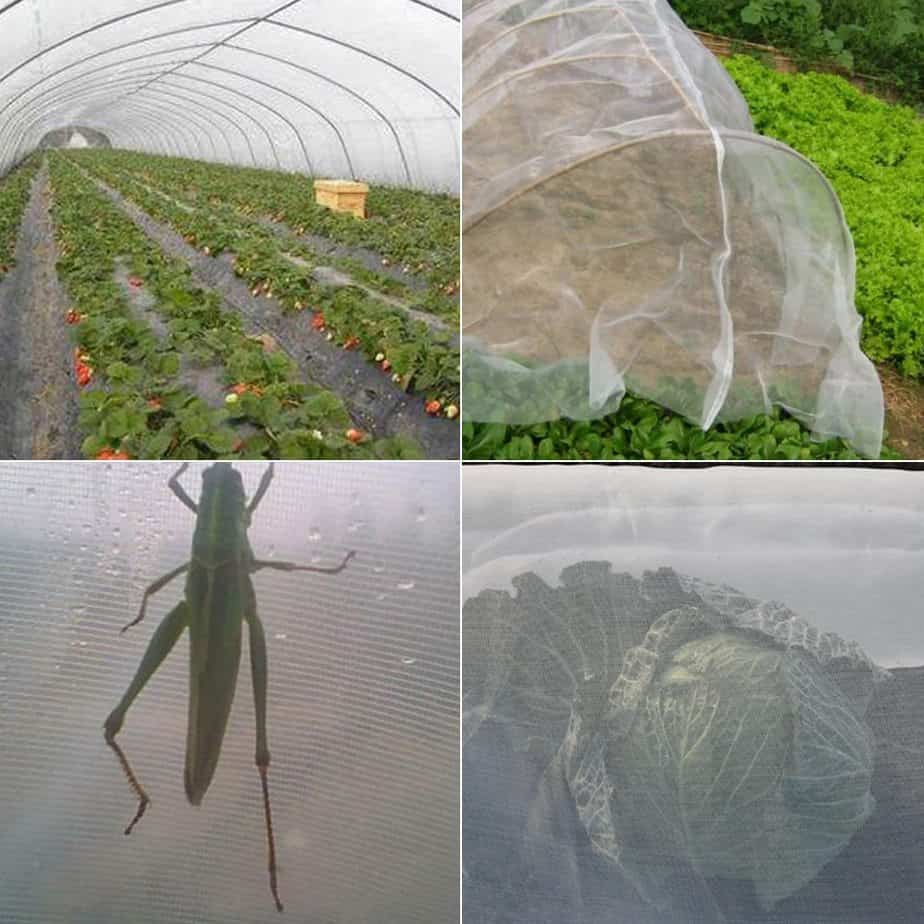 Best Greenhouse Bugs