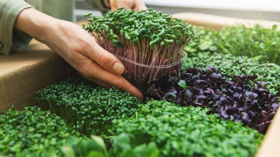 Are Microgreens Worth It?