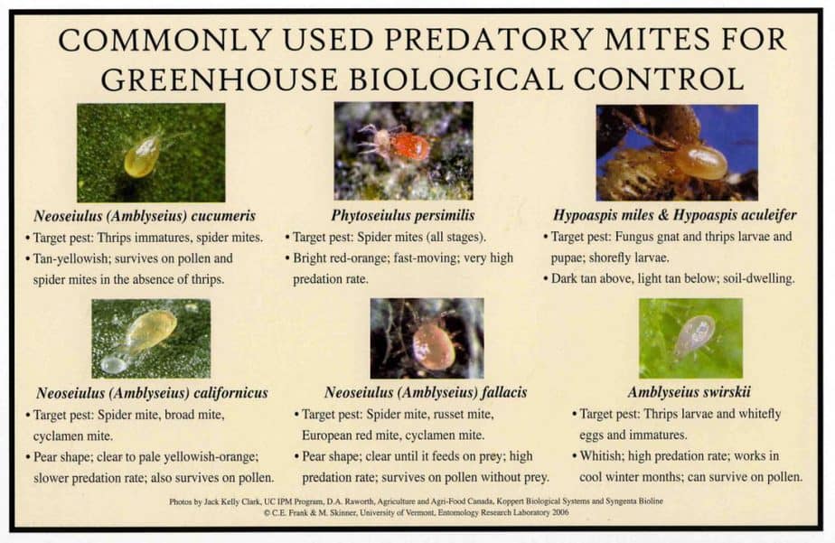 Beneficial Greenhouse Insects