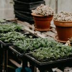 The Best Greenhouse Seed Trays
