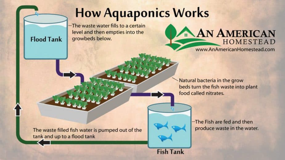 How Does Aquaponics Work in greenhouses?