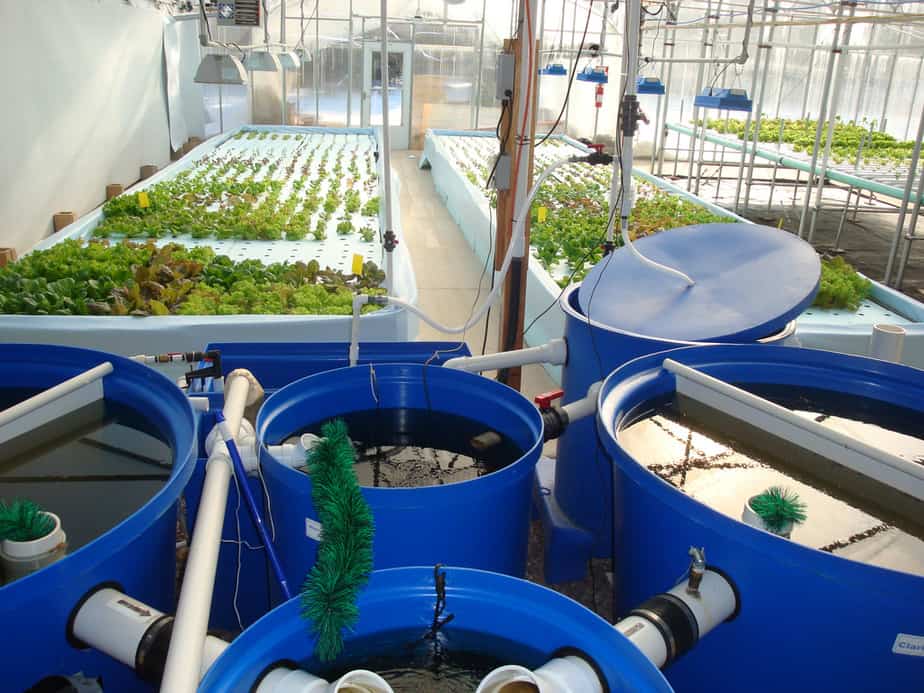 Disadvantages of an Greenhouse Aquaponics