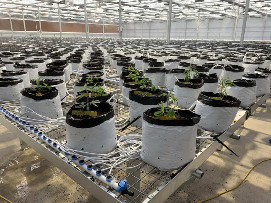 Read more about the article 5 Best Grow Bags For Greenhouses
