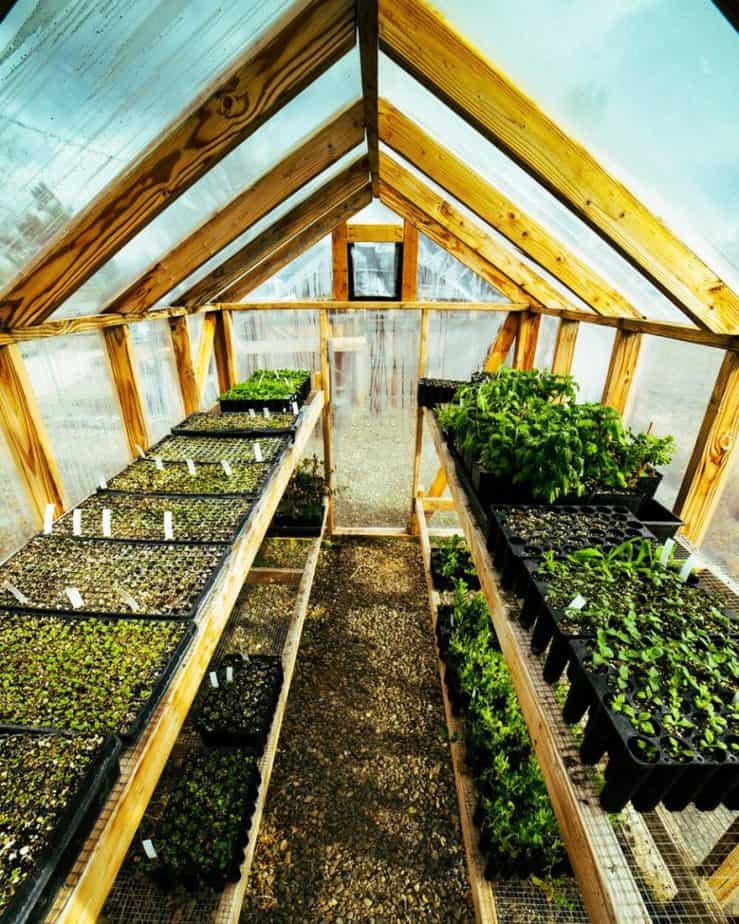 sowing seeds in a greenhouse