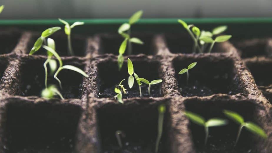 How To Start Seeds In A Greenhouse Greenhouse Info