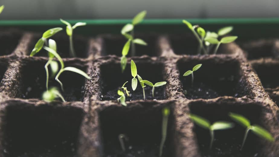 Read more about the article How To Start Seeds In A Greenhouse