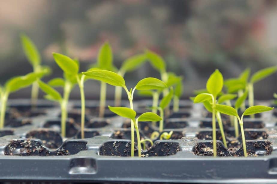 How To Start Seeds In A Greenhouse