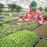 Growing Microgreens in a Greenhouse