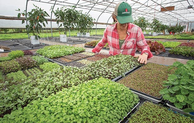 You are currently viewing Growing Microgreens in a Greenhouse