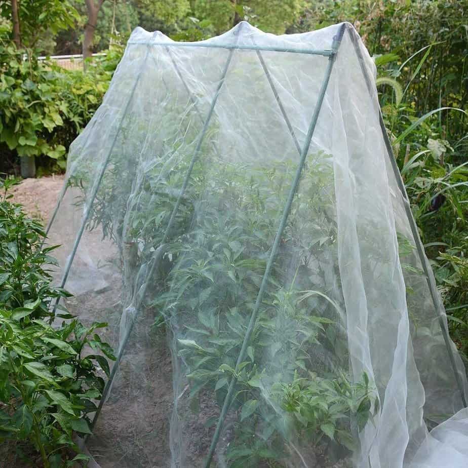 Do You Need Insect Netting?